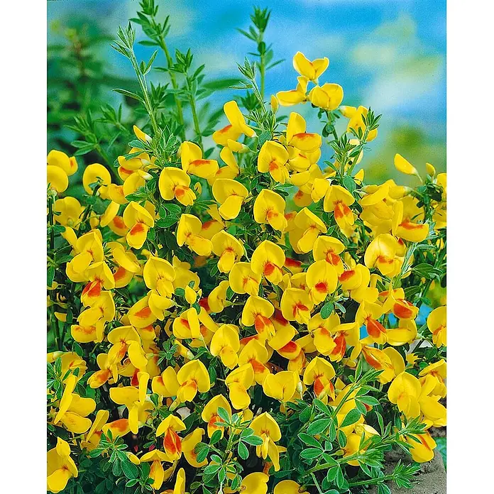 Pflanzen für dich Ginster 30-40 cm - Cytisus scoparius 'Jessica', Rosa - Ein Busch mit vielen leuchtend gelben Blüten, jede mit einem orange-roten Zentrum, und kleinen grünen Blättern.