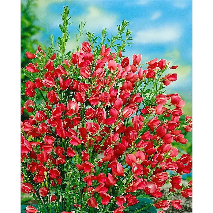 Pflanzen für dich Ginster 30-40 cm - Cytisus scoparius 'Boskoop Ruby', Rot - Leuchtend rote Blütenpflanze mit zahlreichen kleinen roten Blüten und grünem Laub vor unscharfem Himmel.