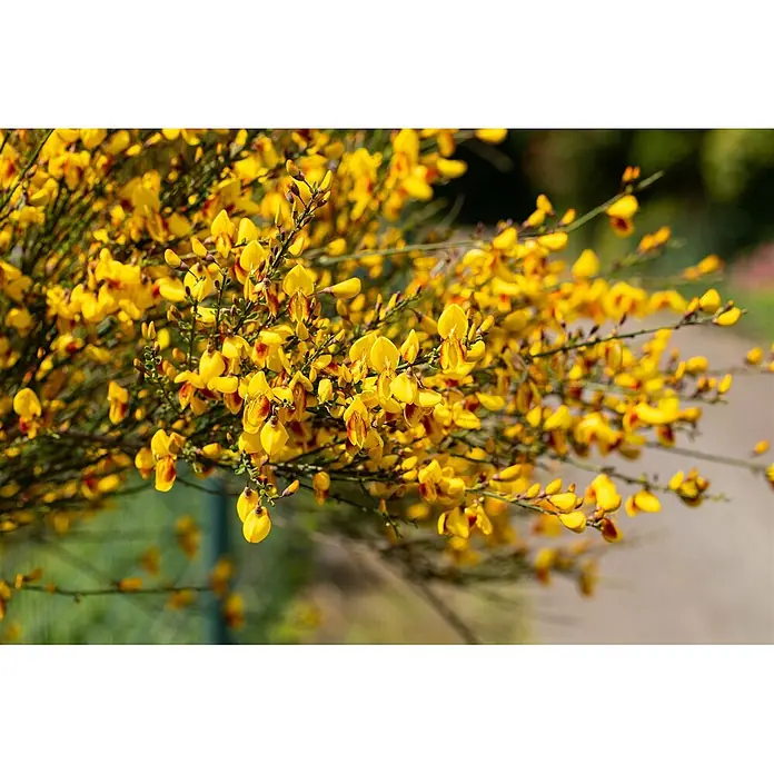 Pflanzen für dich Ginster 30-40 cm - Cytisus scoparius 'Jessica', Rosa - Nahaufnahme leuchtend gelber Ginsterblüten mit rötlichen Akzenten an grünbraunen Stielen.