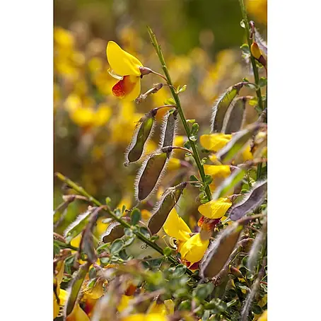 Pflanzen für dich  Ginster 40-60 cm