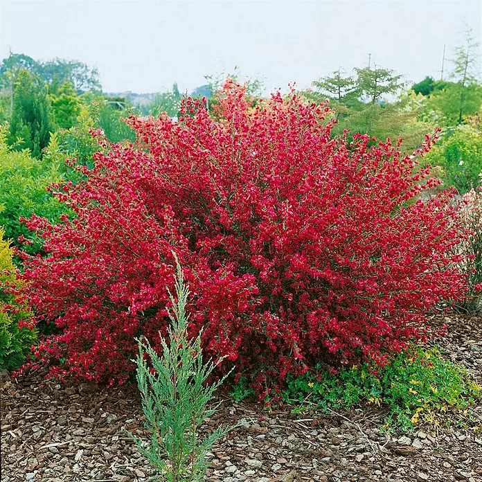Pflanzen für dich Ginster 30-40 cm - Cytisus scoparius 'Boskoop Ruby', Rot - Dichter Strauch mit zahlreichen leuchtend roten Blüten, in einer Gartenanlage gepflanzt.