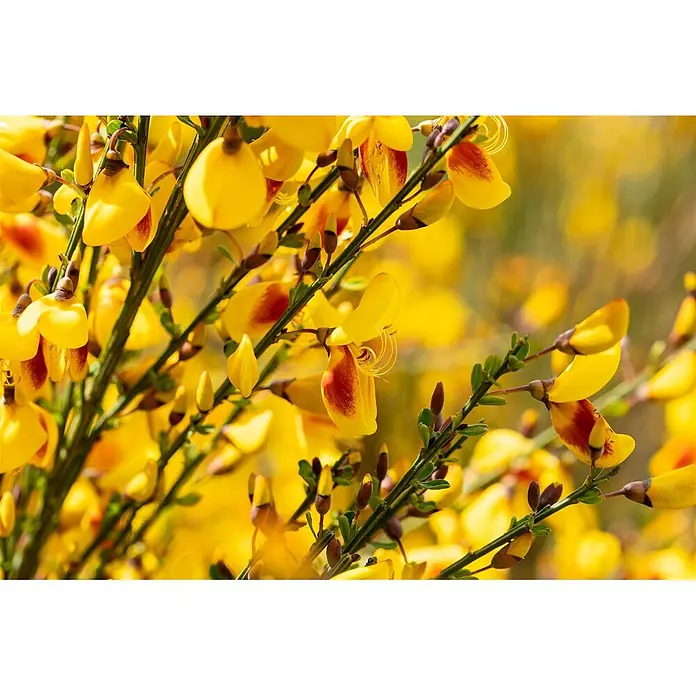 Pflanzen für dich Ginster 30-40 cm - Cytisus scoparius 'Jessica', Rosa - Leuchtend gelbe Blüten mit roten Akzenten an schlanken grünen Stielen.
