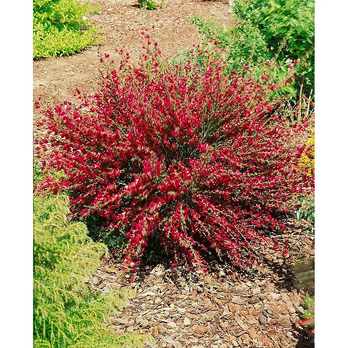 Pflanzen für dich Ginster 60-80 cm - Cytisus scoparius 'Burkwoodii', Mehrfarbig - Dichter roter blühender Strauch mit kleinen Blüten in einem Gartenbeet, umgeben von Rindenmulch.