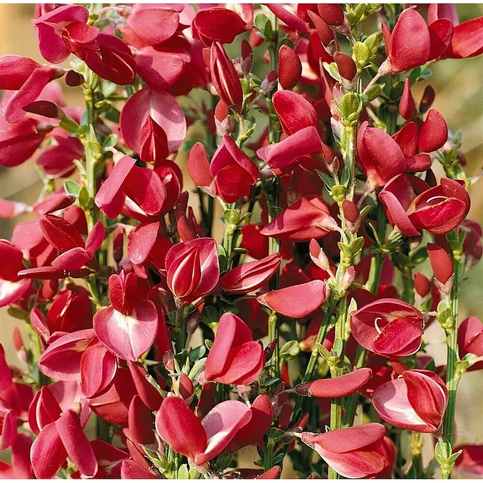 Pflanzen für dich Ginster 30-40 cm - Cytisus scoparius 'Boskoop Ruby', Rot - Leuchtend rote schmetterlingsblütige Blumen blühen an grünen Stängeln.