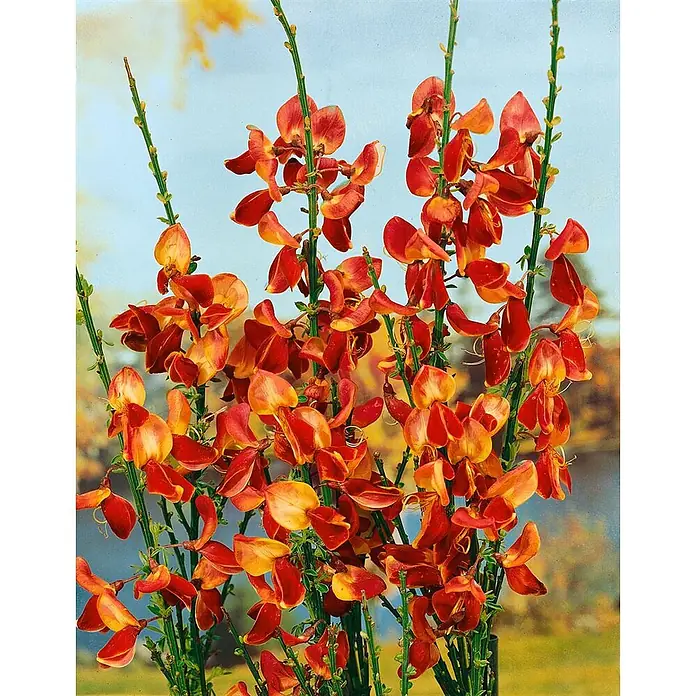 Pflanzen für dich Ginster 40-60 cm - Cytisus scoparius 'Andreanus Splendens', Mehrfarbig - Leuchtende orange-rote Ginsterblüten an schlanken grünen Stielen.