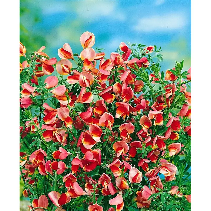 Pflanzen für dich Ginster 60-80 cm - Cytisus scoparius 'Burkwoodii', Mehrfarbig - Busch mit leuchtend pink-roten schmetterlingsartigen Blüten und grünen Blättern vor blauem Himmel.