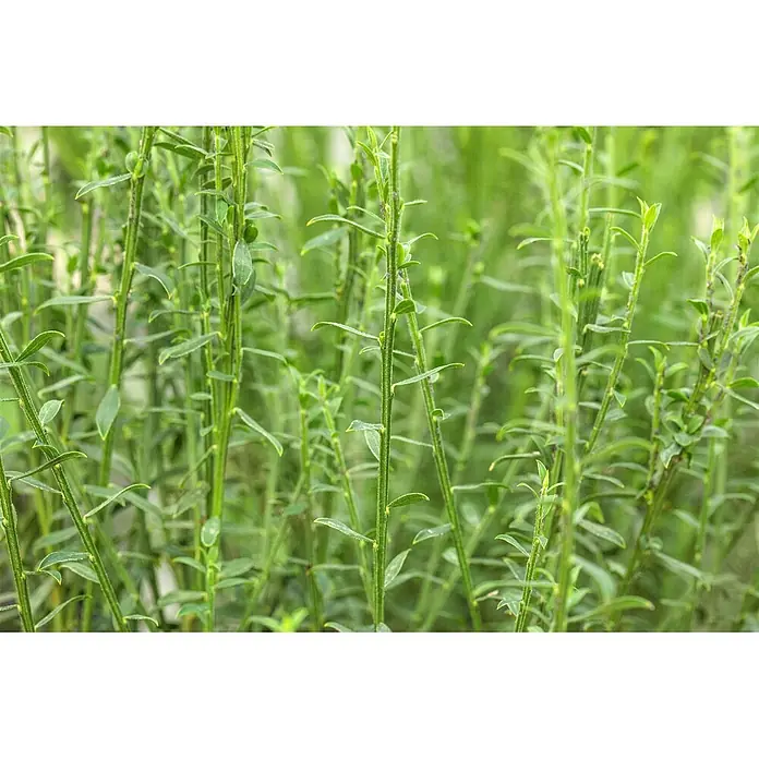 Pflanzen für dich Ginster 60-80 cm - Cytisus scoparius 'Burkwoodii', Mehrfarbig - Viele schlanke grüne Pflanzenstiele mit kleinen Blättern bilden dichtes Laub.