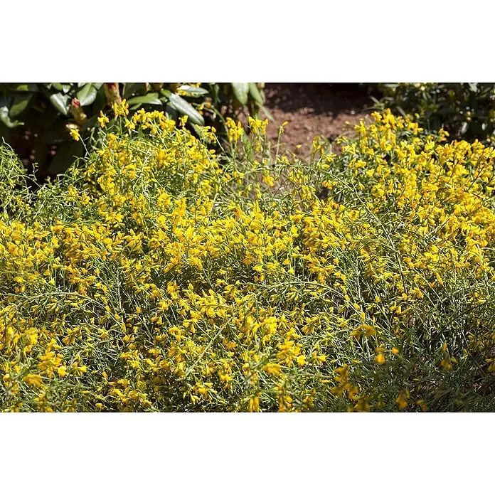 Pflanzen für dich Ginster 20-30 cm - Genista lydia, Gelb - Dichter Strauch mit kleinen, leuchtend gelben Blüten und grünen Stielen, blühend im Garten.