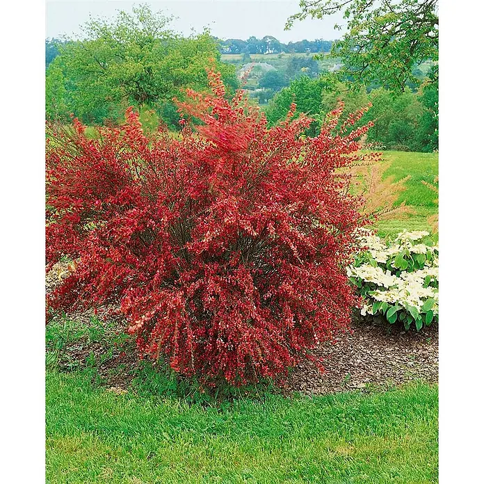 Pflanzen für dich Ginster 60-80 cm - Cytisus scoparius 'Burkwoodii', Mehrfarbig - Üppiger rot blühender Strauch in einer lebendigen Gartenlandschaft.