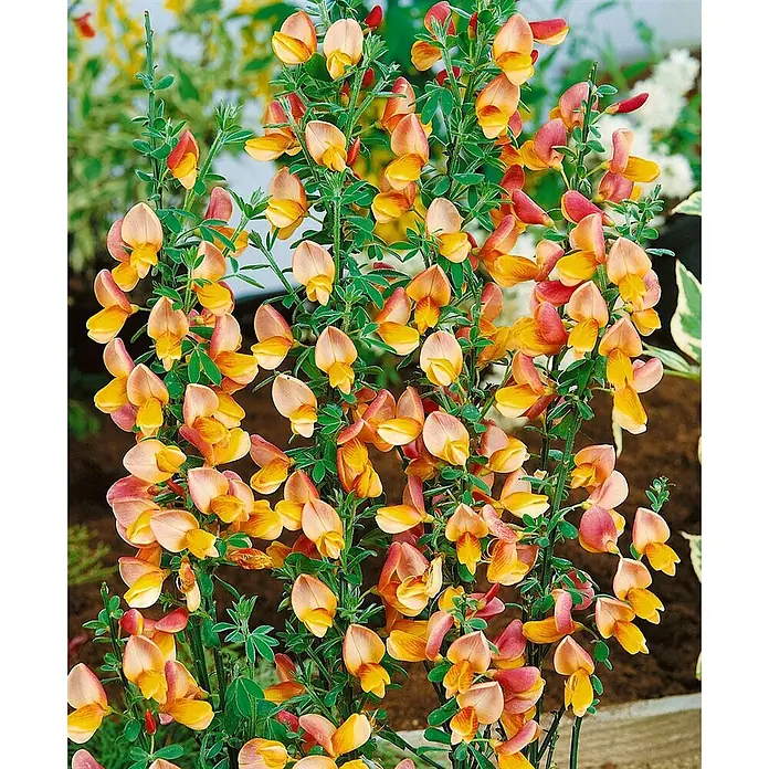 Pflanzen für dich Ginster 60-80 cm - Cytisus scoparius 'Apricot Gem', Orange - Leuchtend orange und pfirsichfarbene Blüten, dicht blühend an grünen Stielen.