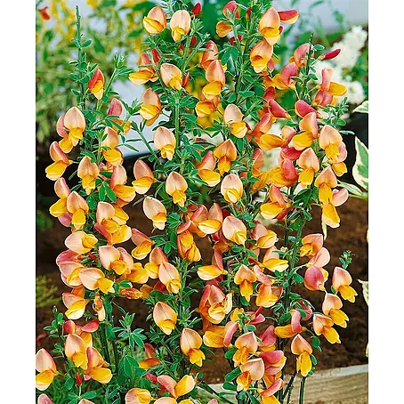 Pflanzen für dich  Ginster 40-60 cm