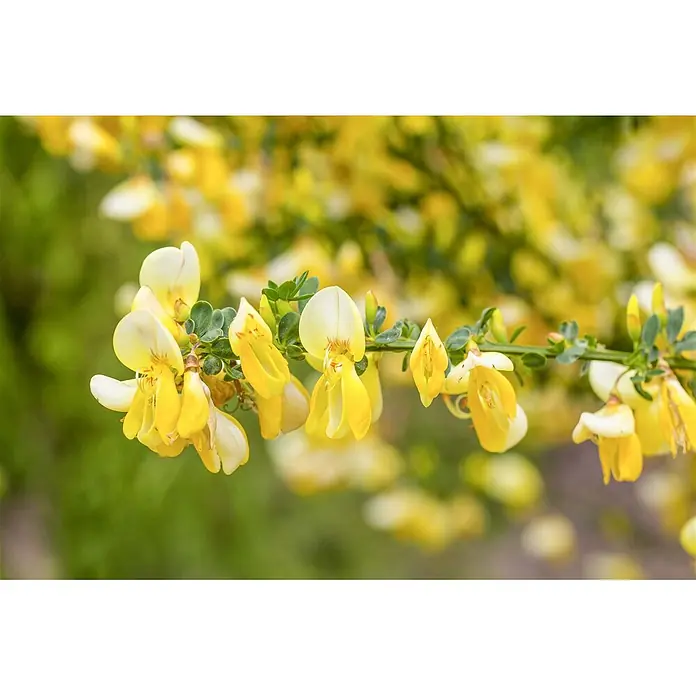 Pflanzen für dich Ginster 60-80 cm - Cytisus scoparius 'Golden Cascade', Gelb - Helle gelbe, erbsenähnliche Blüten blühen an einem grünen, belaubten Ast.