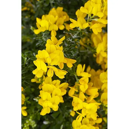 Pflanzen für dich  Ginster 20-30 cm