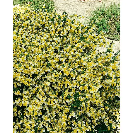 Pflanzen für dich  Ginster 60-80 cm