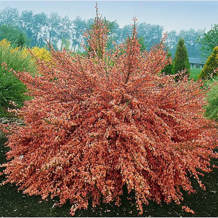 Pflanzen für dich Ginster 60-80 cm - Cytisus scoparius 'Frisia', Gelb - Ein lebhafter Strauch mit reichlich lachsfarbenen Blüten in voller Blüte, der eine buschige, runde Form im Garten zeigt.