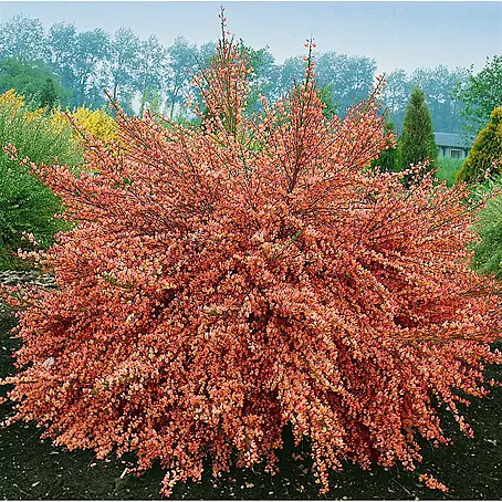 Pflanzen für dich  Ginster 60-80 cm