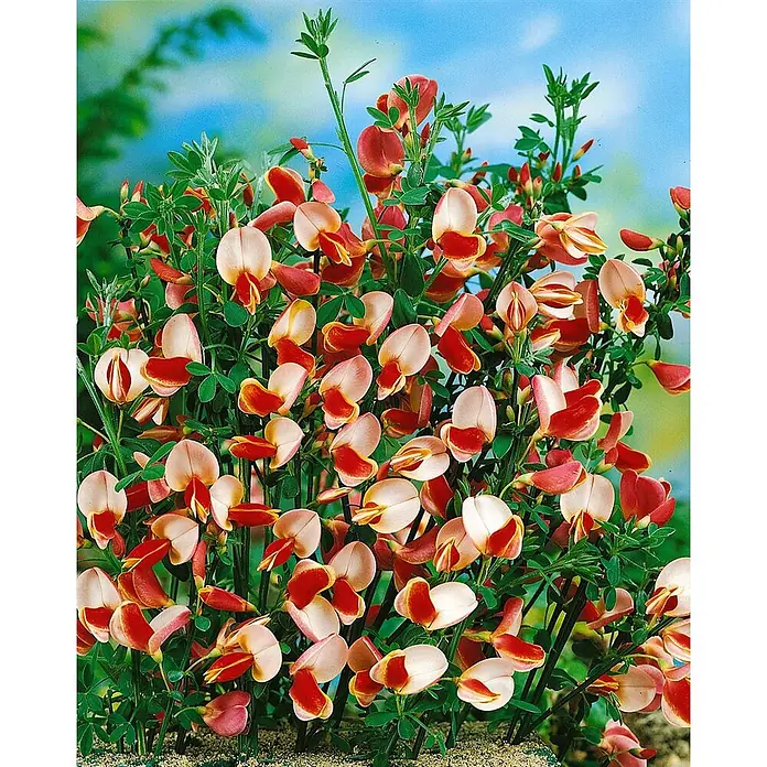 Pflanzen für dich Ginster 60-80 cm - Cytisus scoparius 'Maria Burkwood', Creme - Buschige Pflanze mit vielen zweifarbigen Blüten: cremefarbene-rosa obere Blütenblätter, rot-orange untere Teile. Grüne Blätter und Stiele.