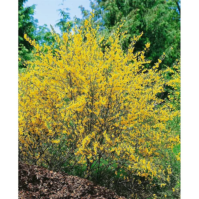 Pflanzen für dich Ginster 40-60 cm - Cytisus scoparius 'Gelber Funke', Gelb - Ein leuchtend gelb blühender Strauch, möglicherweise Ginster, mit Blüten auf grünen Zweigen, in einem Gartenbeet mit braunem Rindenmulch.
