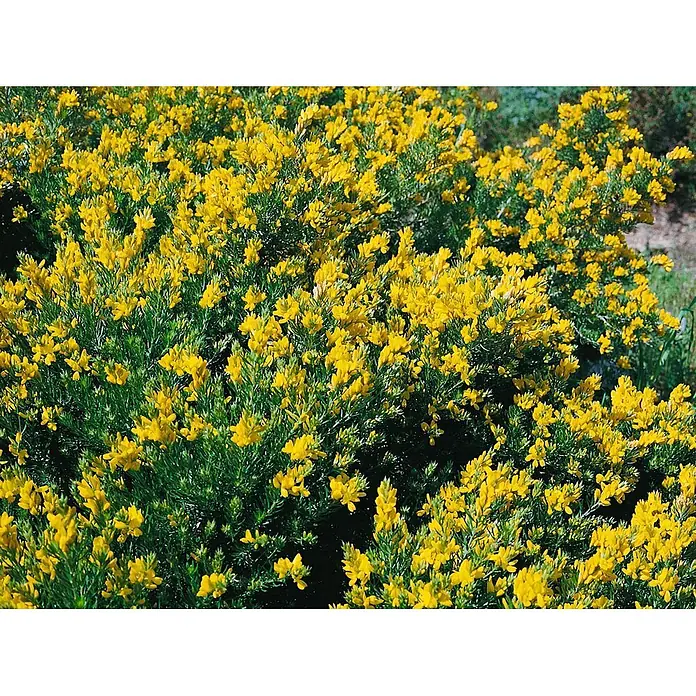 Pflanzen für dich Ginster 30-40 cm - Genista tinctoria, Gelb - Leuchtend gelbe Blüten bedecken dicht einen üppig grünen Strauch und erzeugen ein lebendiges Bild.