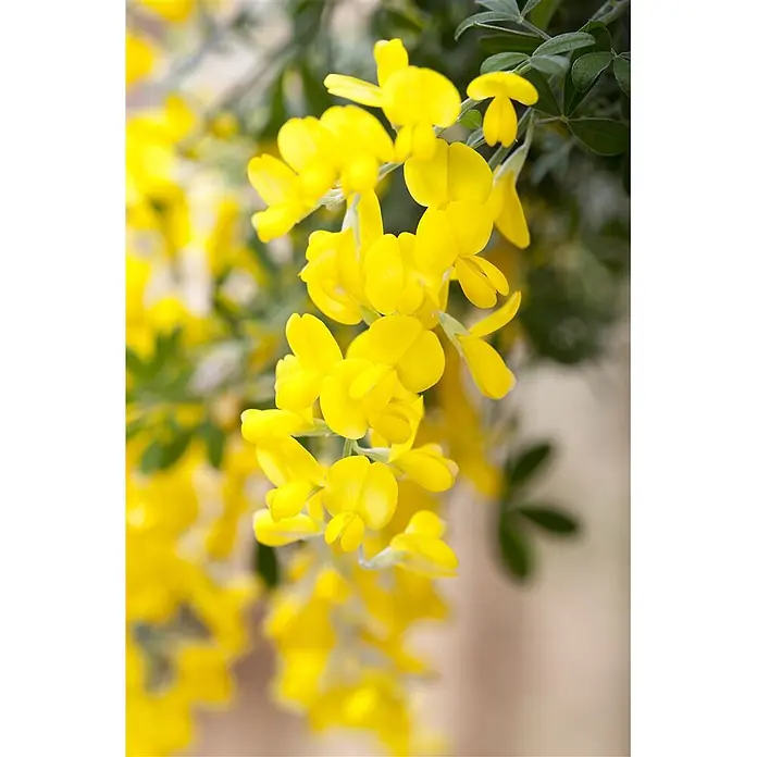 Pflanzen für dich Ginster 40-60 cm - Cytisus scoparius 'Gelber Funke', Gelb - Leuchtend gelbe, erbsenförmige Blüten hängen in dichten Trauben zwischen grünen Blättern.
