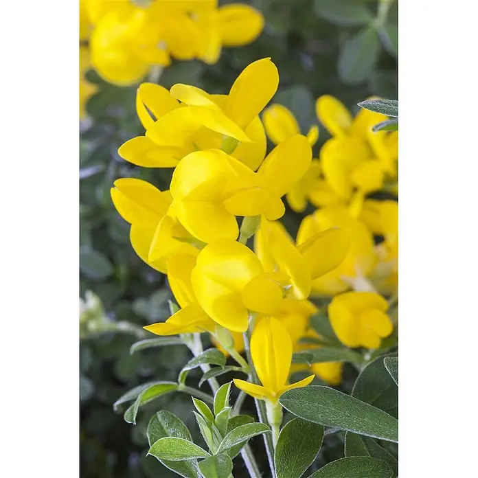 Pflanzen für dich Ginster 30-40 cm - Genista tinctoria, Gelb - Eine Gruppe leuchtend gelber Blüten mit grünen Blättern.