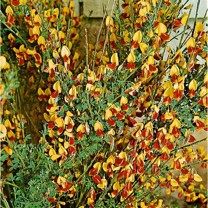 Pflanzen für dich Ginster 60-80 cm - Cytisus scoparius 'Queen Mary', Weiß - Strauch mit zahlreichen kleinen gelb-roten zweifarbigen Blüten.