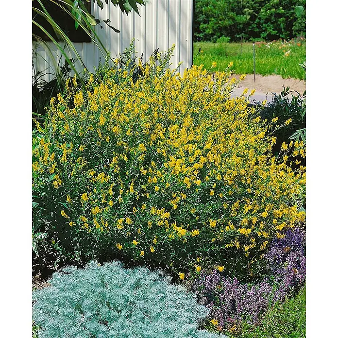 Pflanzen für dich Ginster 30-40 cm - Genista tinctoria, Gelb - Großer Strauch mit leuchtend gelben Blüten, umgeben von anderen Gartenpflanzen.