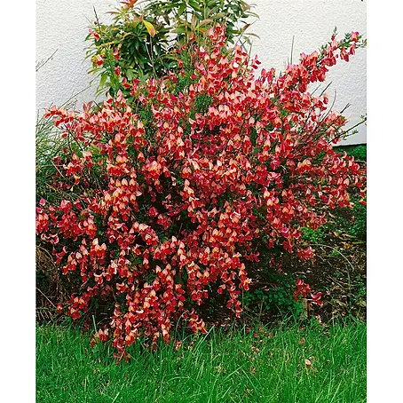 Pflanzen für dich  Ginster 30-40 cm