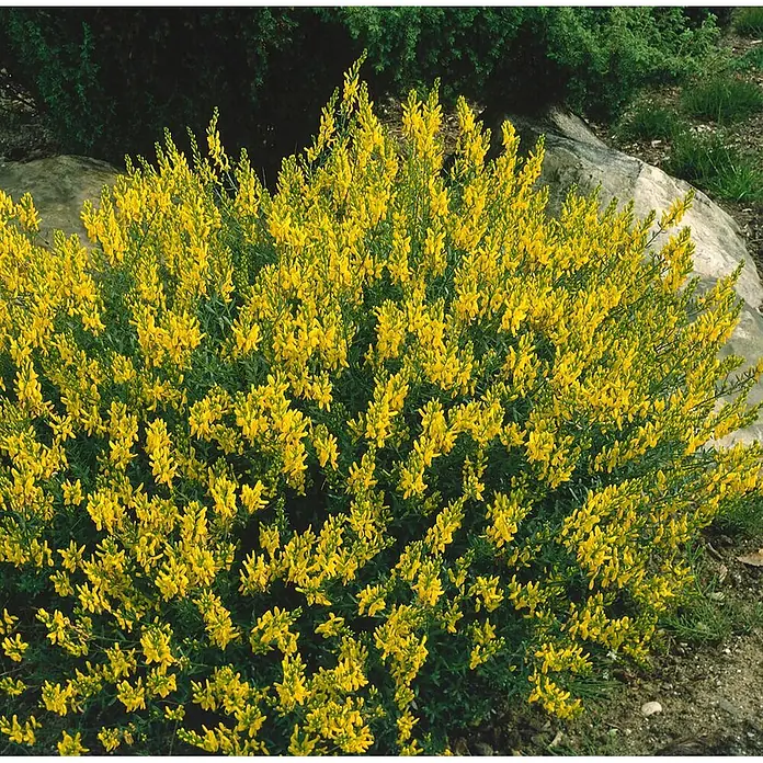 Pflanzen für dich Ginster 30-40 cm - Genista tinctoria, Gelb - Ein lebhafter Busch, bedeckt mit dichten leuchtend gelben Blüten, in einem Garten mit grünem Laub und Steinen.