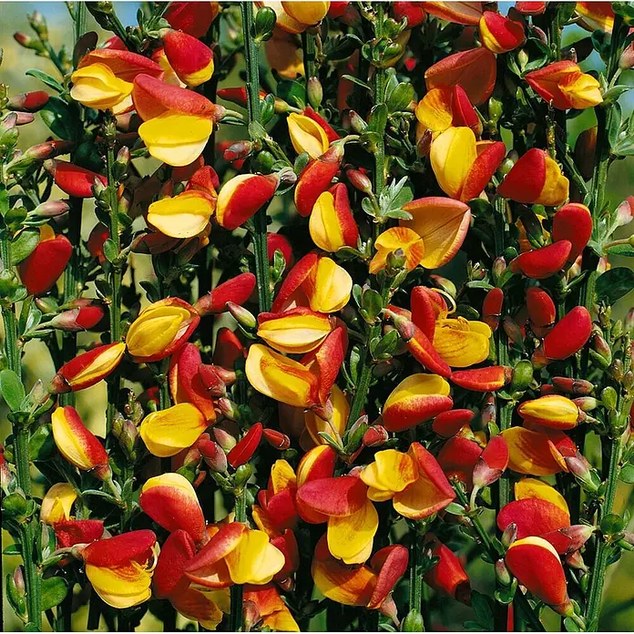 Pflanzen für dich Ginster 30-40 cm - Cytisus scoparius 'La Coquette', Mehrfarbig - Leuchtend rote und gelbe Schmetterlingsblüten dicht an grünen Stängeln blühend.