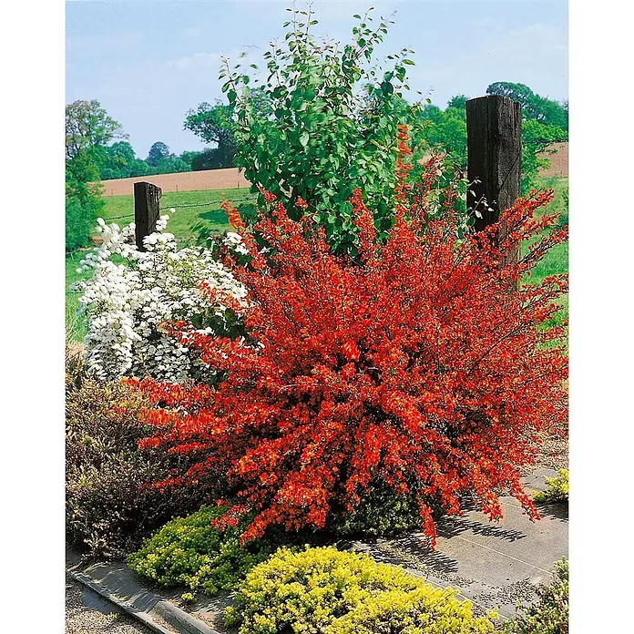 Pflanzen für dich Ginster 30-40 cm - Cytisus scoparius 'La Coquette', Mehrfarbig - Lebhafter Garten mit großem, rot blühendem Strauch, weißem Strauch und gelbem Bodendecker.