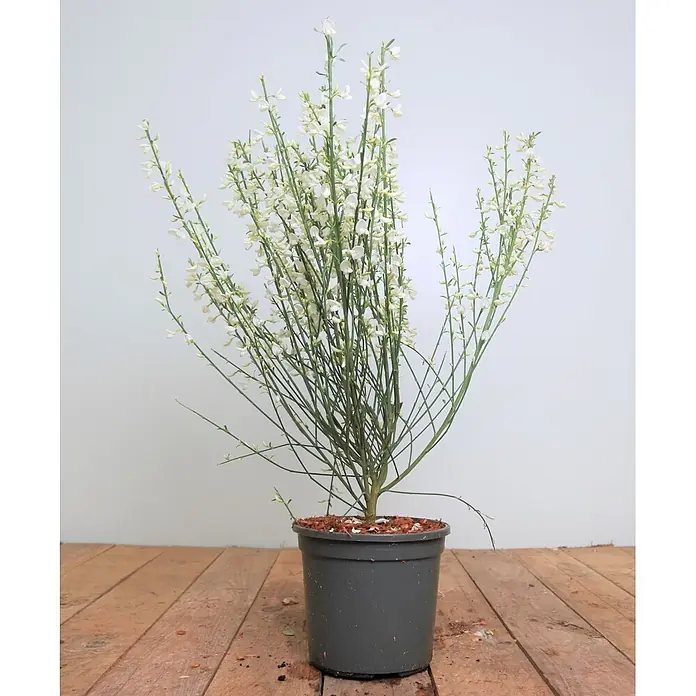 Pflanzen für dich Ginster 40-60 cm - Cytisus praecox 'White Lion', Weiß - Topfpflanze mit zahlreichen dünnen grünen Stielen und kleinen weißen Blüten, in einem dunkelgrauen Topf.