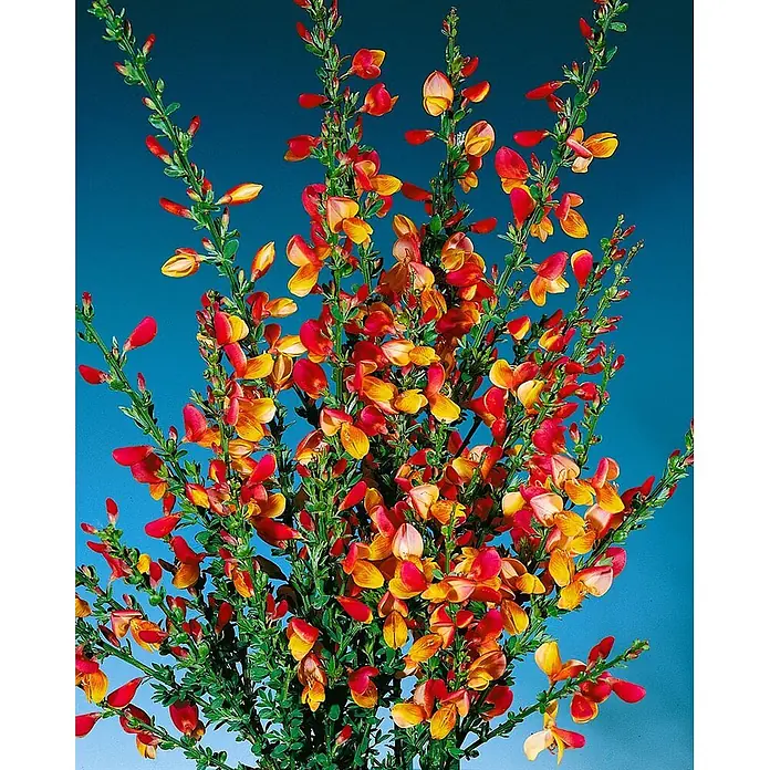 Pflanzen für dich Ginster 30-40 cm - Cytisus scoparius 'La Coquette', Mehrfarbig - Leuchtend rote und gelbe Ginsterblüten an grünen Stielen vor blauem Hintergrund.