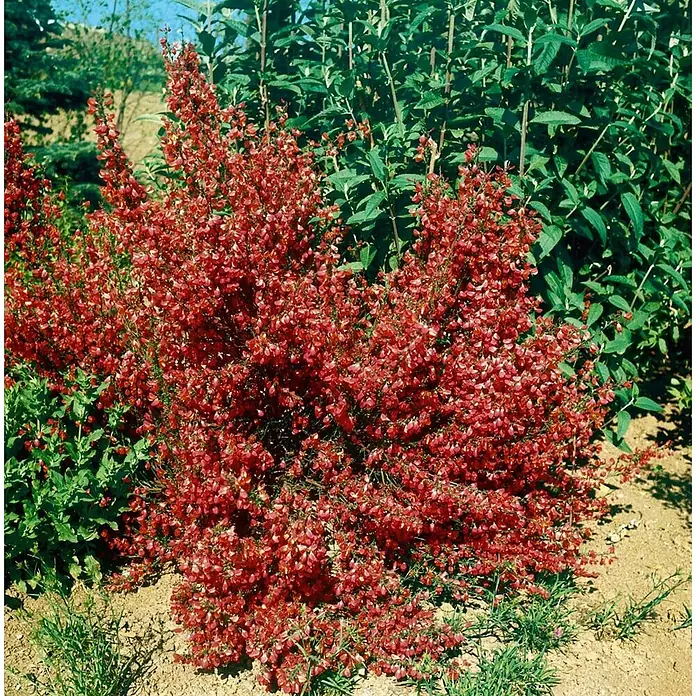 Pflanzen für dich Ginster 60-80 cm - Cytisus scoparius 'Killiney Red', Rot - Ein dichter Strauch mit leuchtend roten Blüten in einem Garten.