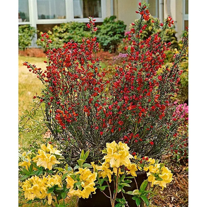 Pflanzen für dich Ginster 60-80 cm - Cytisus scoparius 'Killiney Red', Rot - Topf-Rotbesen mit leuchtend gelben Azaleen, die ein farbenfrohes Gartendekor bilden.