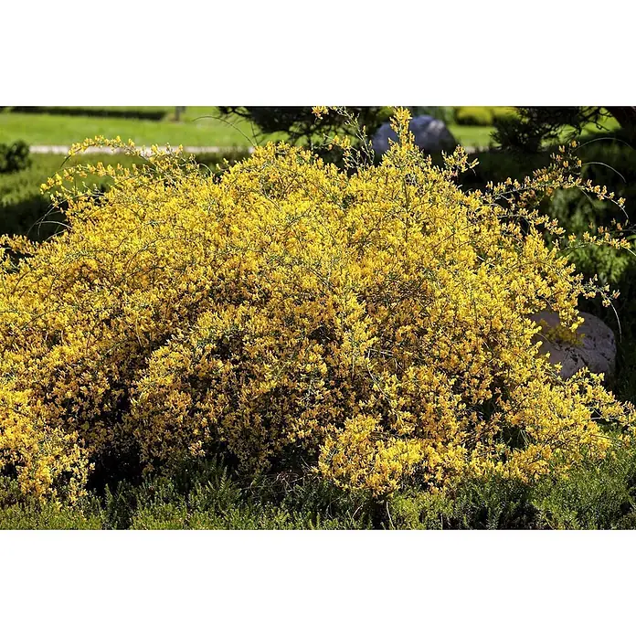 Pflanzen für dich Ginster 20-30 cm - Genista lydia, Gelb - Dichter Busch mit zahlreichen kleinen, leuchtend gelben Blüten in einem Garten.