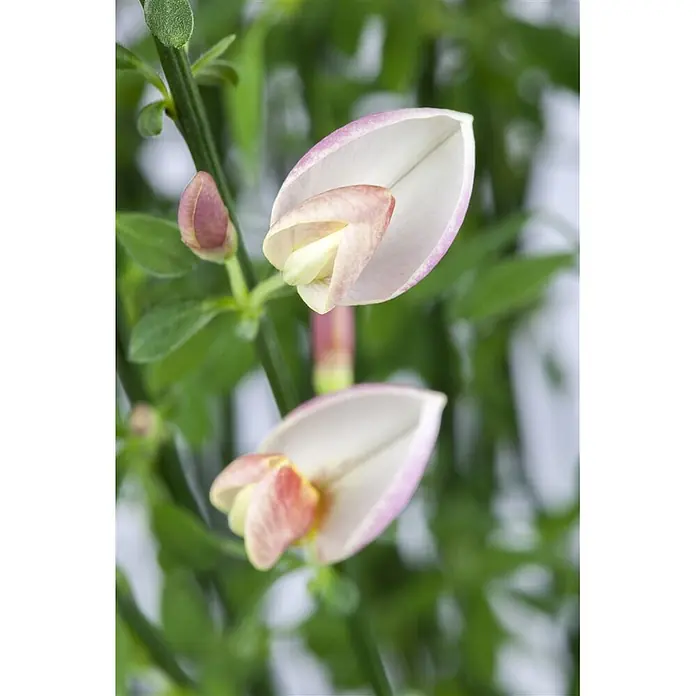 Pflanzen für dich Ginster 60-80 cm - Cytisus praecox 'Zeelandia', Mehrfarbig - Rosa-weiße Blütenknospen, teils geöffnet, an grünen Stielen.