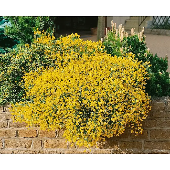Pflanzen für dich Ginster 20-30 cm - Genista lydia, Gelb - Lebhaft gelb blühender Strauch, der über eine Ziegelmauer fällt, mit grünen Koniferen.