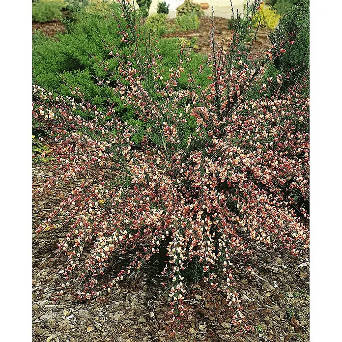 Pflanzen für dich Ginster 60-80 cm - Cytisus praecox 'Zeelandia', Mehrfarbig - Busch mit kleinen zartrosa und cremefarbenen Blüten in einem Garten mit Rindenmulch.