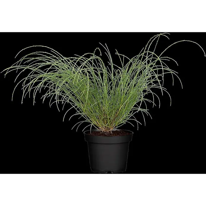 Pflanzen für dich Ginster 20-30 cm - Genista lydia, Gelb - Grünes, schmalblättriges Ziergras in einem schwarzen Rundtopf.