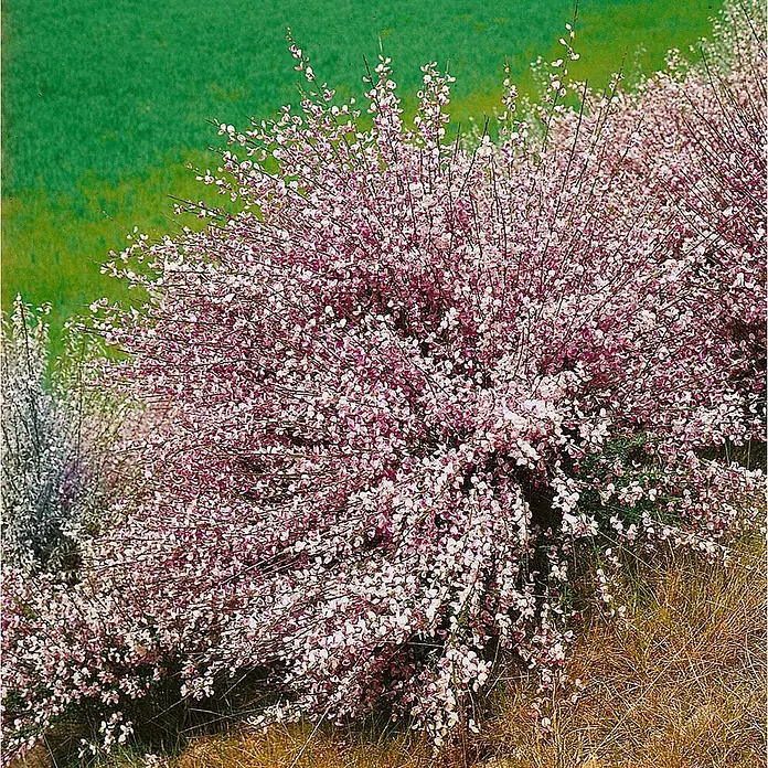Pflanzen für dich Ginster 60-80 cm - Cytisus praecox 'Zeelandia', Mehrfarbig - Ein großer, ausladender Strauch, dicht bedeckt mit unzähligen zarten rosa-weißen Blüten, mit schlanken Ästen.