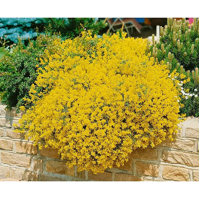 Pflanzen für dich Ginster 20-30 cm - Genista lydia, Gelb - Leuchtend gelbe Blütenpflanze, die über eine steinerne Gartenmauer kaskadiert.