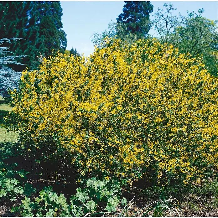 Pflanzen für dich Ginster 20-30 cm - Cytisus sessilifolius, Gelb - Ein großer, dicht mit leuchtend gelben Blüten bedeckter Strauch in einer Gartenumgebung.