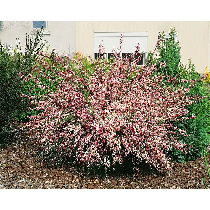 Pflanzen für dich Ginster 60-80 cm - Cytisus praecox 'Zeelandia', Mehrfarbig - Ein großer, runder Blütenstrauch, bedeckt mit zahlreichen kleinen rosa Blüten, gepflanzt in einem Gartenbeet mit Rindenmulch.