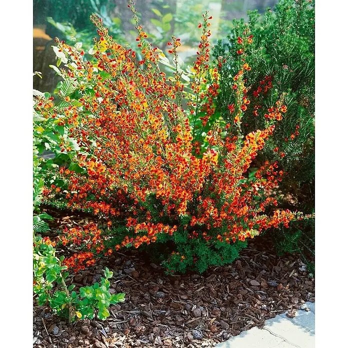 Pflanzen für dich Ginster 40-60 cm - Cytisus scoparius 'Lena', Mehrfarbig - Ein lebendiger Strauch bedeckt mit kleinen orange-roten Blüten, gepflanzt in einem Gartenbeet mit Rindenmulch.