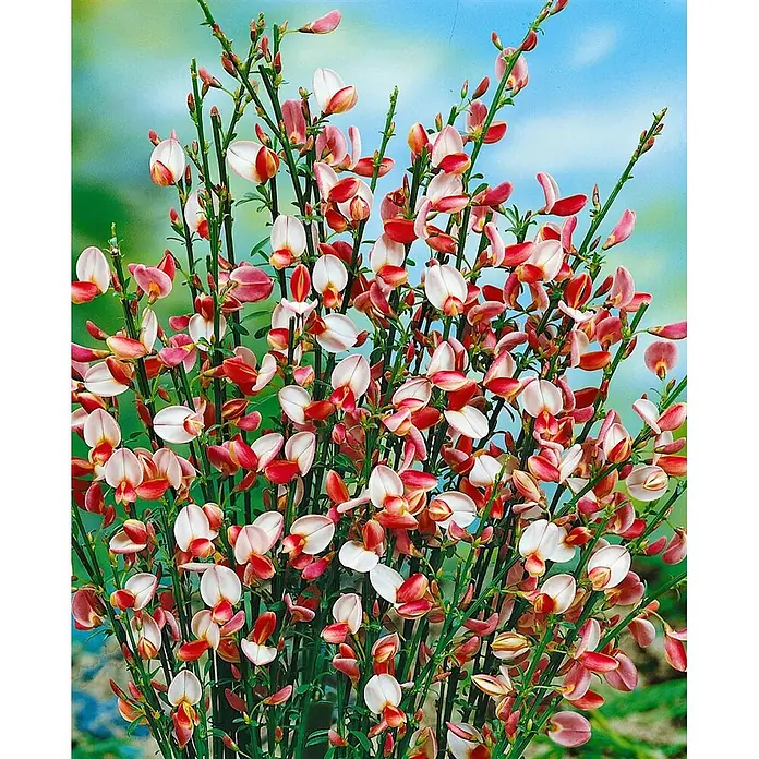 Pflanzen für dich Ginster 60-80 cm - Cytisus praecox 'Zeelandia', Mehrfarbig - Dichter Busch mit rosa-weißen Besenblüten an grünen Stielen.