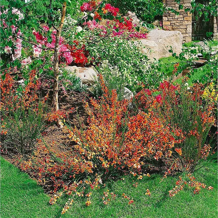 Pflanzen für dich Ginster 40-60 cm - Cytisus scoparius 'Lena', Mehrfarbig - Lebhafter Garten mit blühenden Sträuchern, vorn orange-rote Blüten, hinten pinke und rote Blumen mit grünem Laub.
