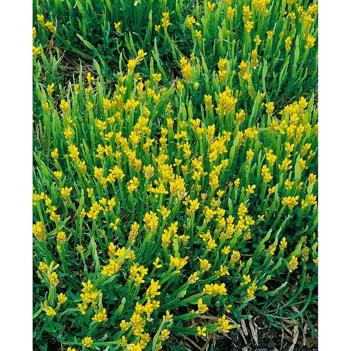 Pflanzen für dich Ginster 20-30 cm - Genista sagittalis, Gelb - Dichter Teppich aus kleinen gelben Blüten und schmalen grünen Blättern.