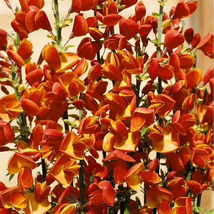 Pflanzen für dich Ginster 40-60 cm - Cytisus scoparius 'Lena', Mehrfarbig - Nahaufnahme leuchtend oranger und gelber schmetterlingsartiger Blüten an grünen Stängeln.
