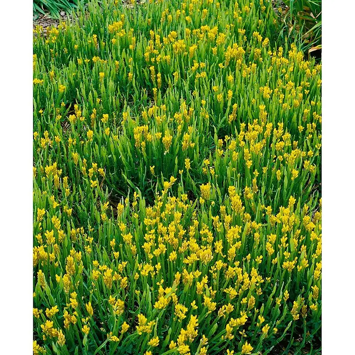 Pflanzen für dich Ginster 20-30 cm - Genista sagittalis, Gelb - Dichte Bodendeckerpflanze mit zahlreichen kleinen gelben Blüten und schmalen grünen Blättern.